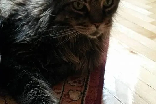 Kubuś