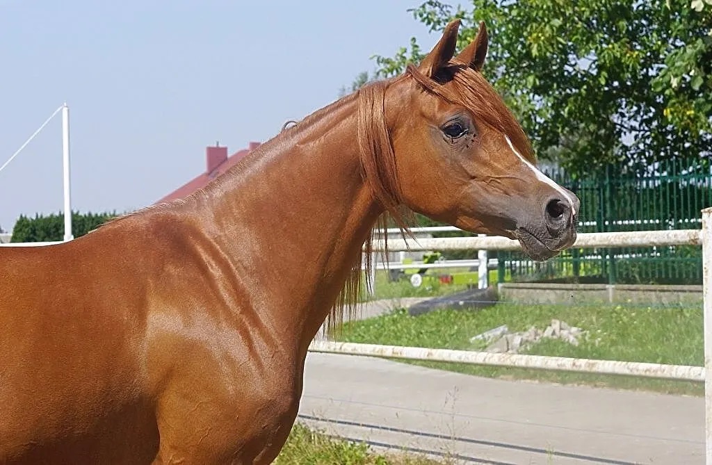 Kasztanowata klacz arabska, ,