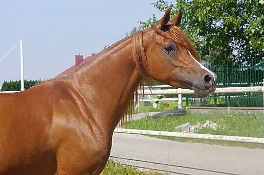 Kasztanowata klacz arabska, , 