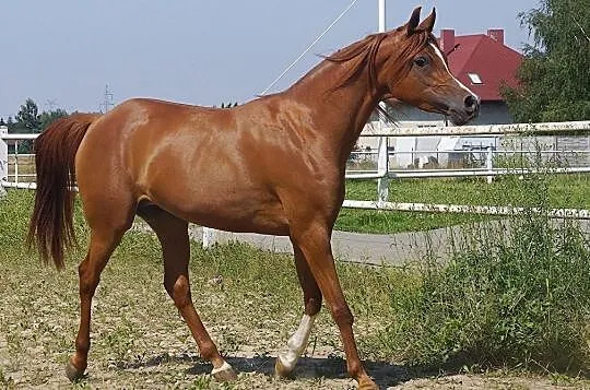 Kasztanowata klacz arabska, , 