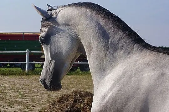 Kasztanowata klacz arabska, , 