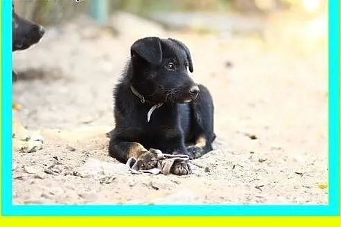 Mała,słodka 4miesięczna suczka szuka domu ADOPCJA,  śląskie Katowice
