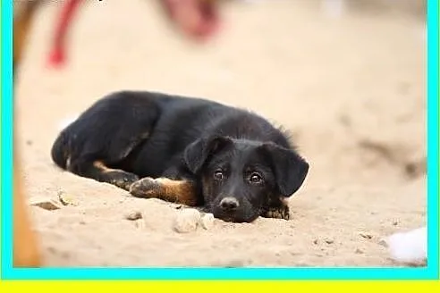 Mała,słodka 4miesięczna suczka szuka domu ADOPCJA,