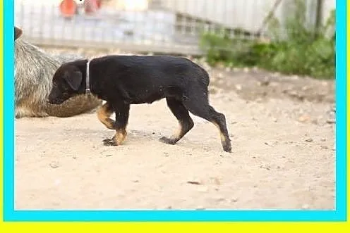 Mała,słodka 4miesięczna suczka szuka domu ADOPCJA,