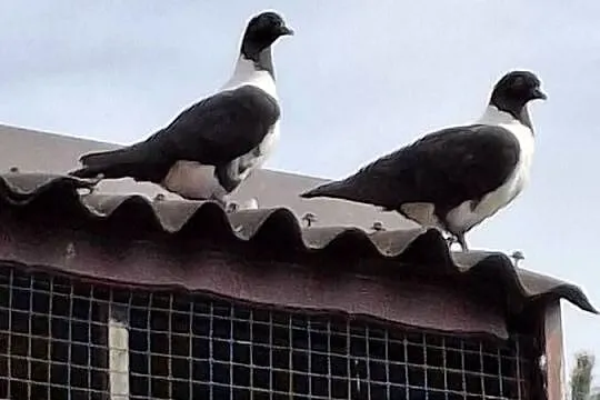 Młode piękne czarne strassery, Śląskie, Rybnik