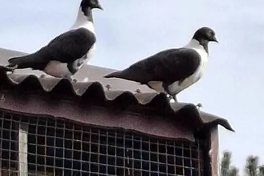 Młode piękne czarne strassery, Śląskie, Rybnik