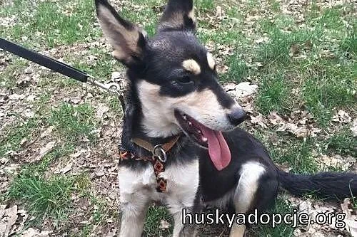 MOCCA- młoda i mądra suczka do adopcji,  świętokrz