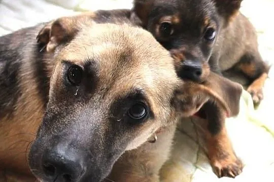 ELŻUNIA uratowana od uśpienia teraz szuka nowego domku, Mazowieckie, Warszawa