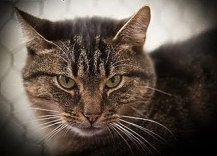 Delikatna i spokojna kotka Zuzia do adopcji, Koty