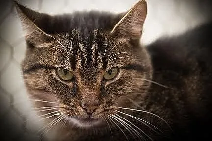 Delikatna i spokojna kotka Zuzia do adopcji, Koty pospolite cała Polska