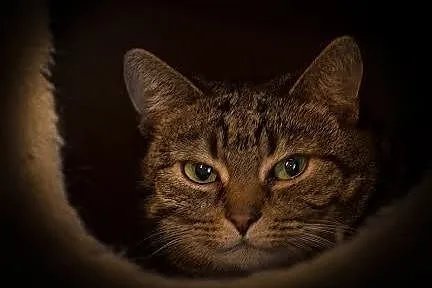 Delikatna i spokojna kotka Zuzia do adopcji,  Koty