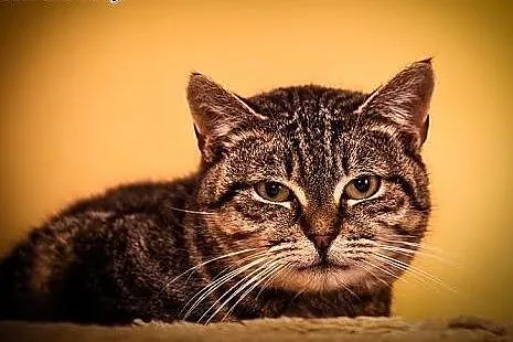 Delikatna i spokojna kotka Zuzia do adopcji,  Koty