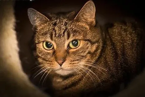 Delikatna i spokojna kotka Zuzia do adopcji,  Koty