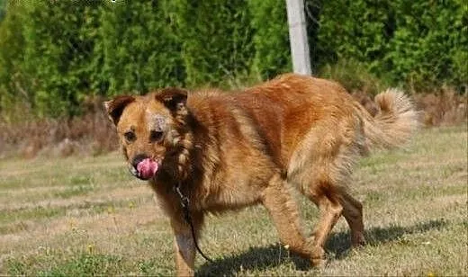 Teddy czeka na dom, mazowieckie Warka