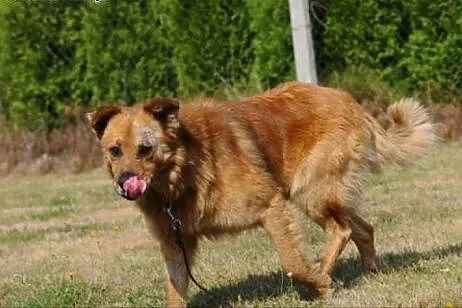 Teddy czeka na dom,  mazowieckie Warka