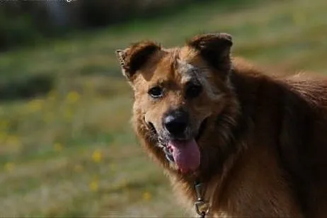 Teddy czeka na dom,  mazowieckie Warka