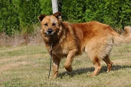 Teddy czeka na dom,  mazowieckie Warka