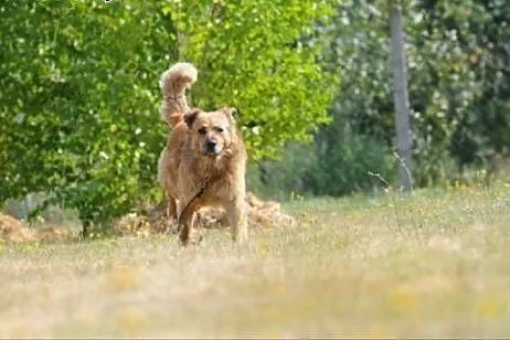Teddy czeka na dom,  mazowieckie Warka