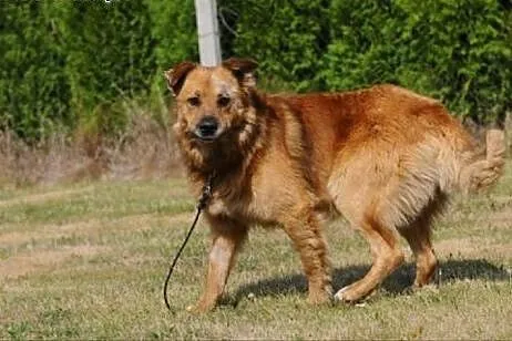 Teddy czeka na dom,  mazowieckie Warka