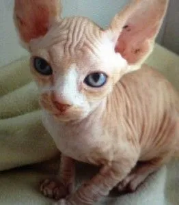 Kocięta rasy sfinks (kocur i kotka) na sprzedaż, kup teraz