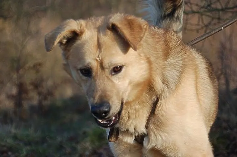 Piękny biszkoptowy Yogi, pozytywny, radosny pies d