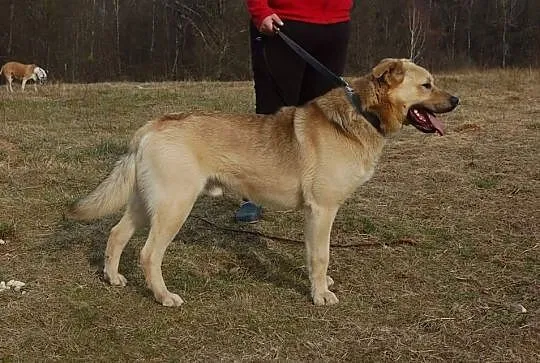 Piękny biszkoptowy Yogi, pozytywny, radosny pies d