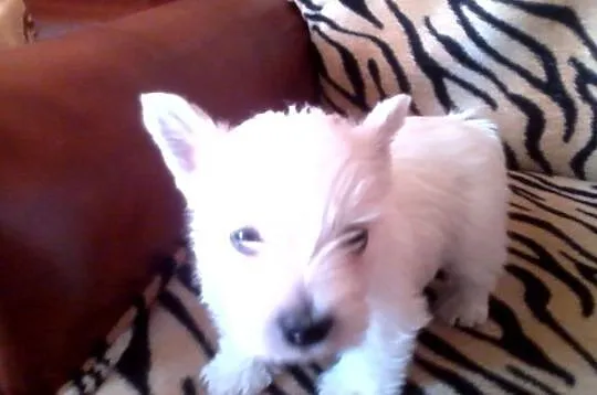 West Highland White Terrier z miasta kraka:-)