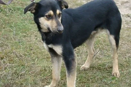 KURT BLEK - młody,dosyć duży pies,łagodny, wesoły, kontaktowy.Adopcja.,  małopolskie Kraków