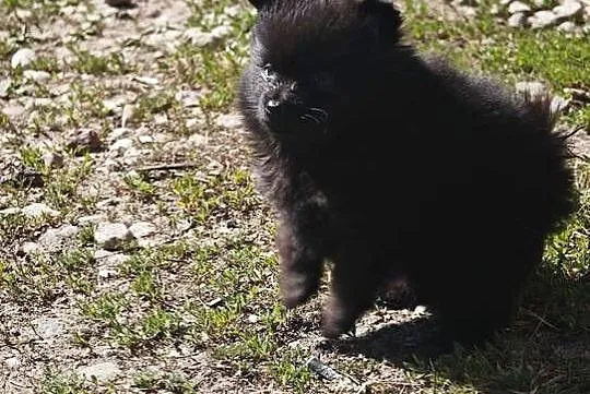 Szpic Miniaturowy, Podlaskie, Ciechanowiec