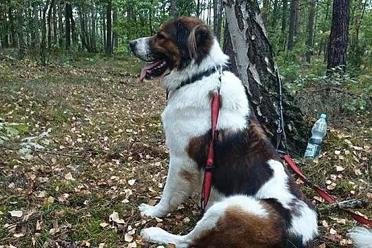 Smok Anielski - piękny Moskiewski Stróżujący szuka
