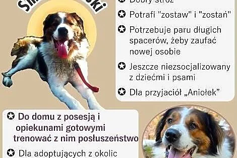 Smok Anielski - piękny Moskiewski Stróżujący szuka