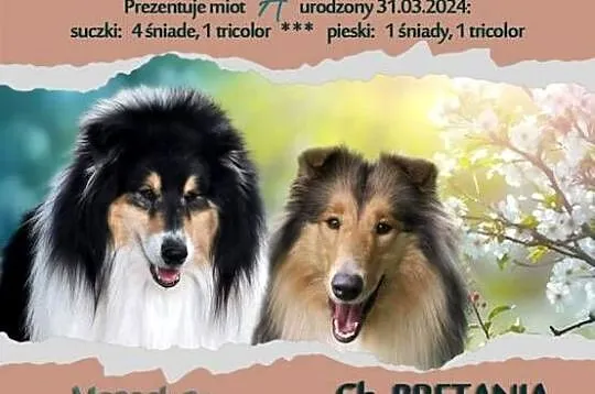 Owczarek Szkocki Długowłosy Szczenięta FCI Champion Polski, Wielkopolskie, Dachowa