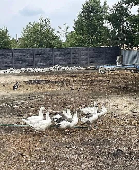 Sprzedam gęsi miesięczne i dwumiesięczne, Wielkopolskie, Śrem