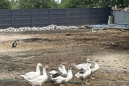 Sprzedam gęsi miesięczne i dwumiesięczne, Wielkopolskie, Śrem