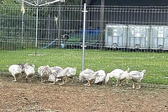 Sprzedam gęsi miesięczne i dwumiesięczne, Wielkopolskie, Śrem