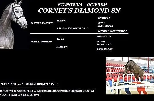 Stanówka ogierem SWB Cornet's Diamond SN, Piła