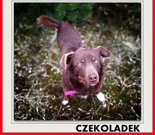 8kg,mały,młodziutki,łagodny,rodzinny piesek CZEKOLADEK.ADOPCJA, małopolskie Kraków, Małopolskie, Kraków