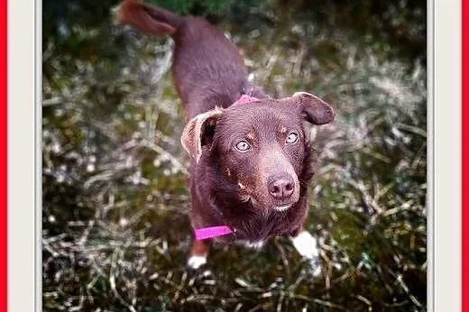 8kg,mały,młodziutki,łagodny,rodzinny piesek CZEKOLADEK.ADOPCJA,  małopolskie Kraków, Małopolskie, Kraków
