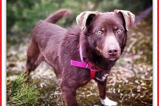 8kg,mały,młodziutki,łagodny,rodzinny piesek CZEKOLADEK.ADOPCJA,  małopolskie Kraków, Małopolskie, Kraków