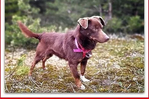 8kg,mały,młodziutki,łagodny,rodzinny piesek CZEKOLADEK.ADOPCJA,  małopolskie Kraków, Małopolskie, Kraków