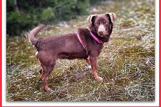 8kg,mały,młodziutki,łagodny,rodzinny piesek CZEKOLADEK.ADOPCJA,  małopolskie Kraków, Małopolskie, Kraków