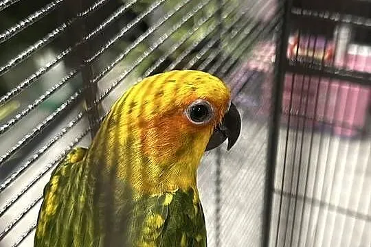 Konury konura
