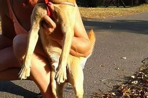 7 kilogramowy Goferek, 12 miesięczny wesoły psiacz
