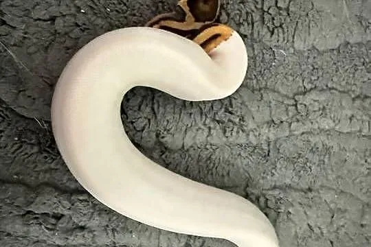 Pythony królewskie Piebald het clown, Dolnośląskie, Bogatynia