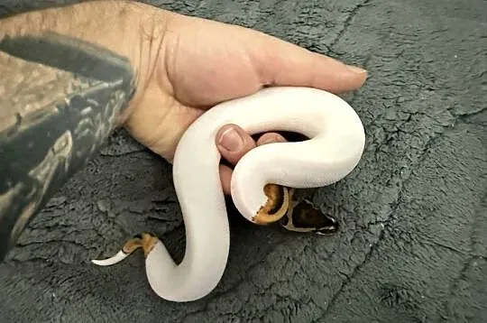 Pythony królewskie Piebald het clown, Dolnośląskie, Bogatynia