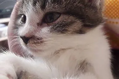 3-miesięczny kociak do adopcji,  łódzkie Łódź