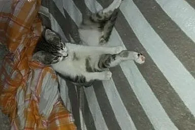 3-miesięczny kociak do adopcji,  łódzkie Łódź
