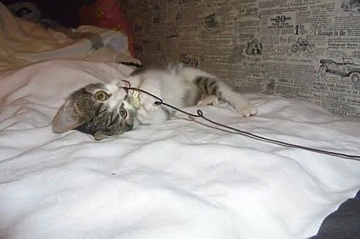 3-miesięczny kociak do adopcji,  łódzkie Łódź