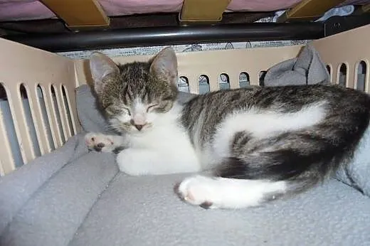 3-miesięczny kociak do adopcji,  łódzkie Łódź