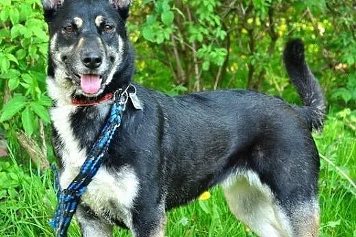 Młoda, bardzo spragniona kontaktu z człowiekiem, JUKA,  śląskie Bielsko-Biała